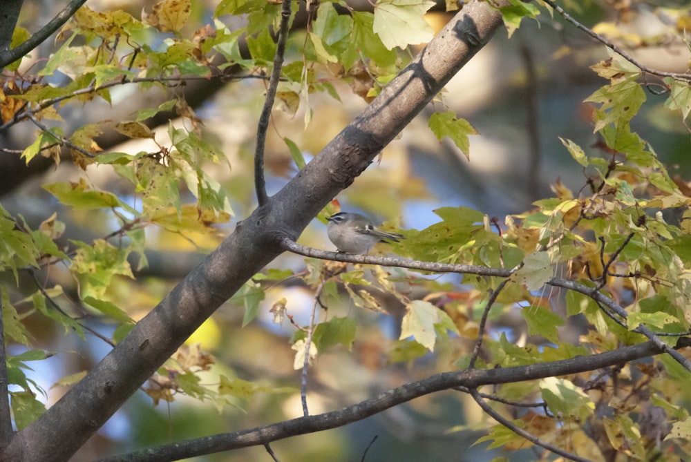 a bird perched on a tree branch