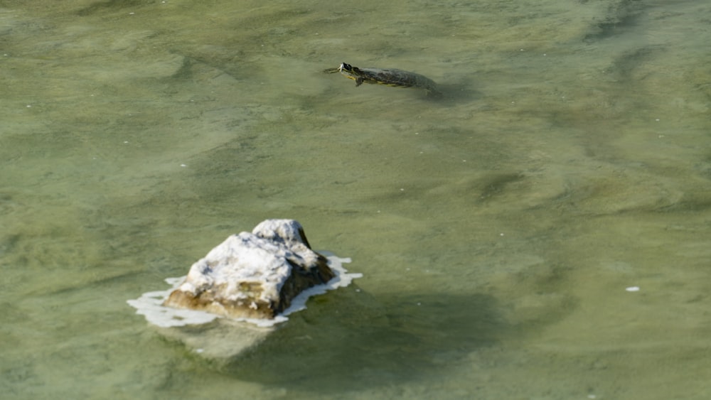 Ein Fisch, der im Wasser schwimmt