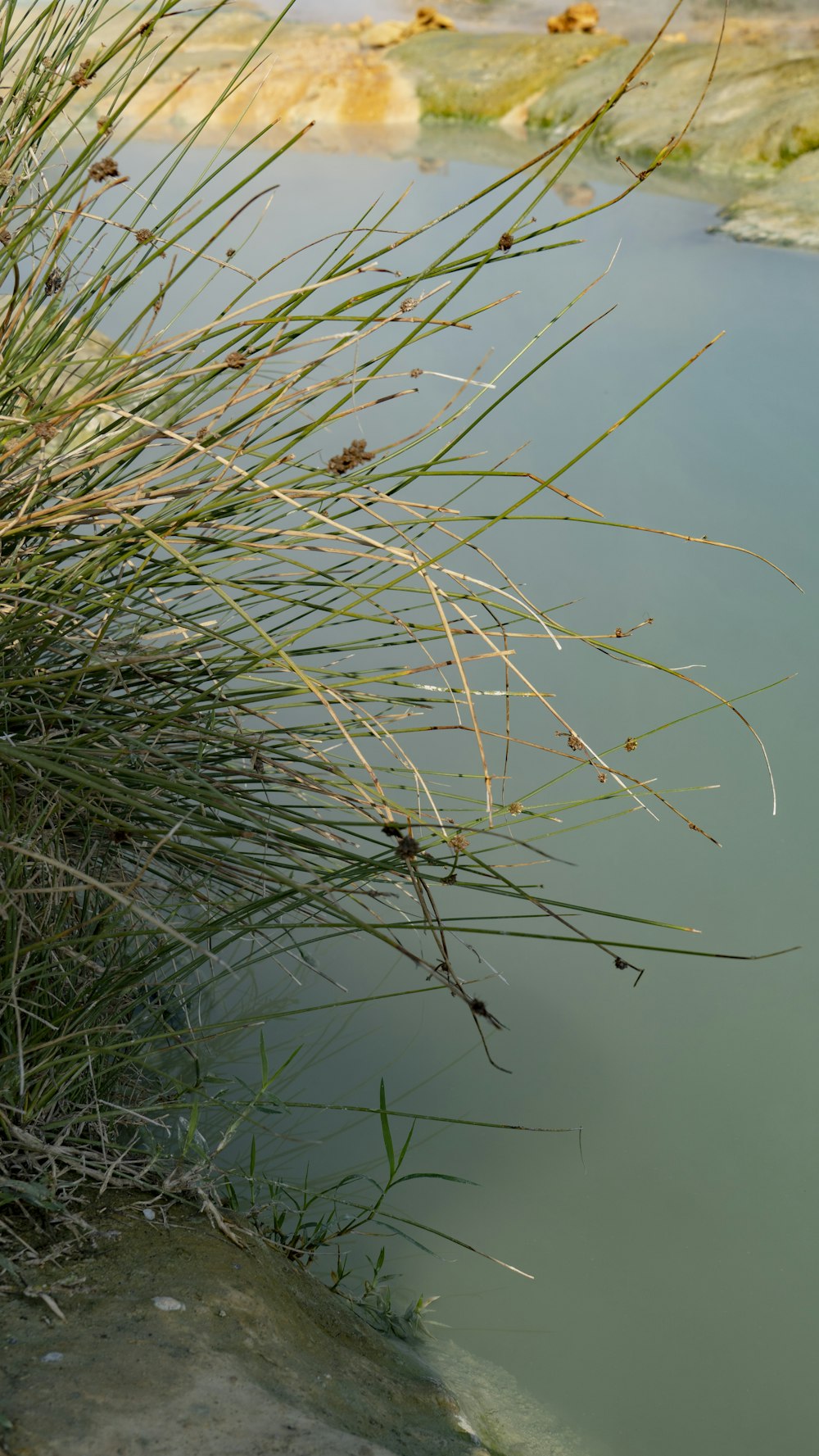 a close-up of some grass