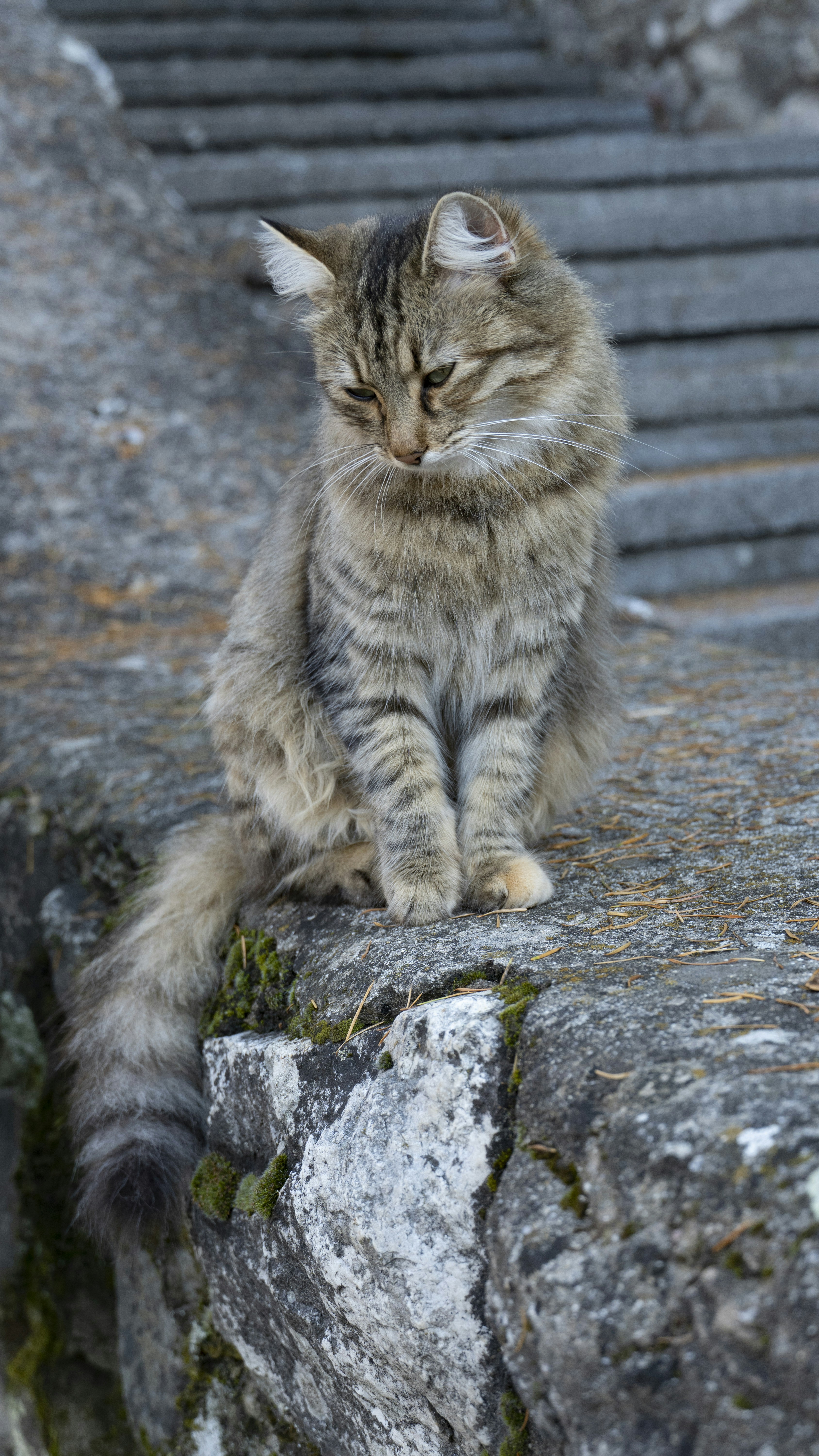The Climber's Paradise (image credits: unsplash)