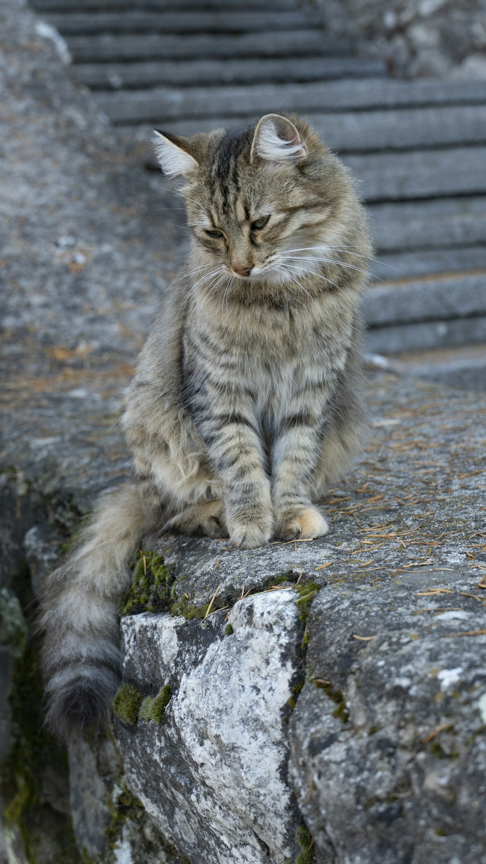 a cat sitting on a rock