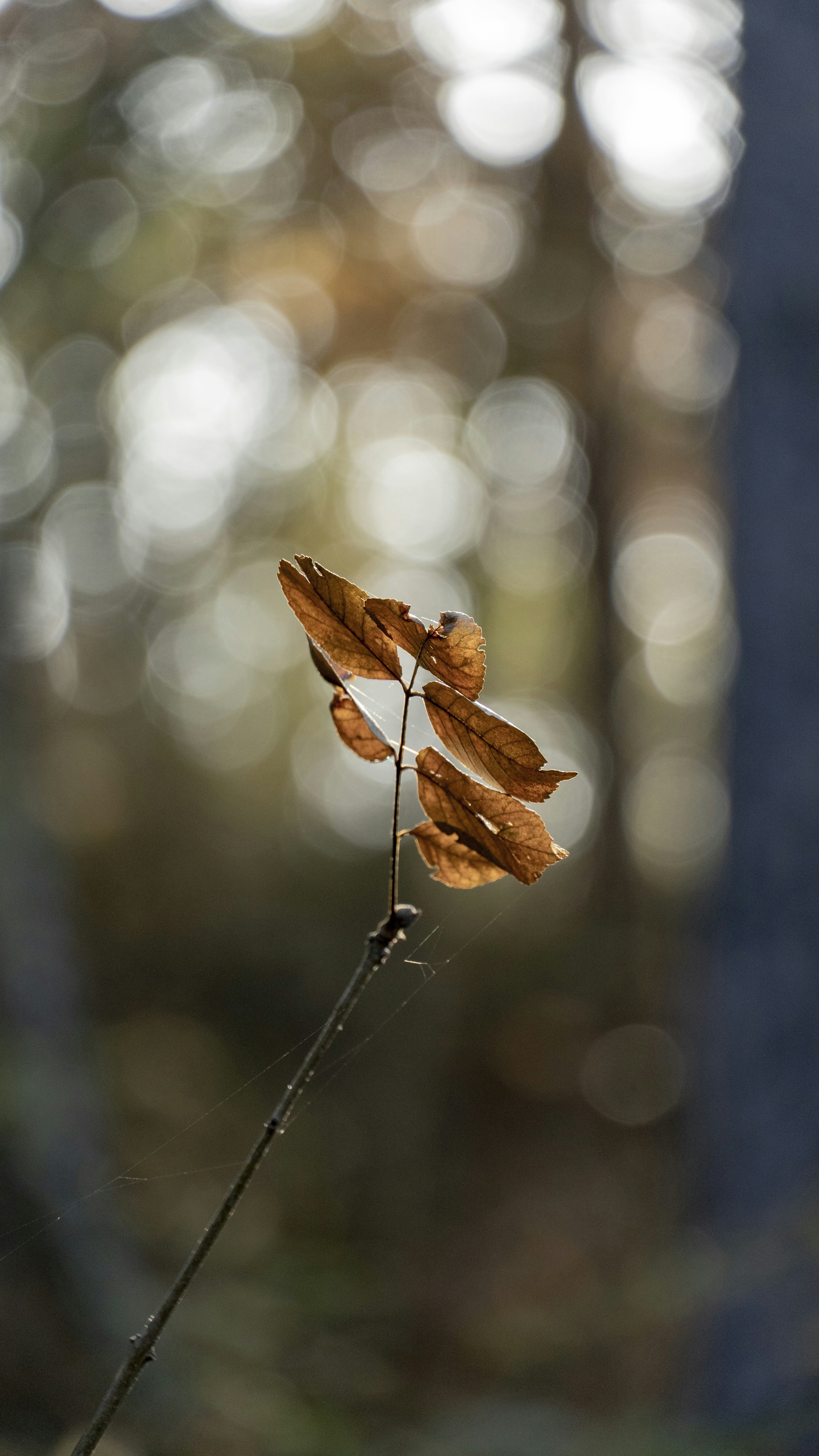 Photo by ertelier