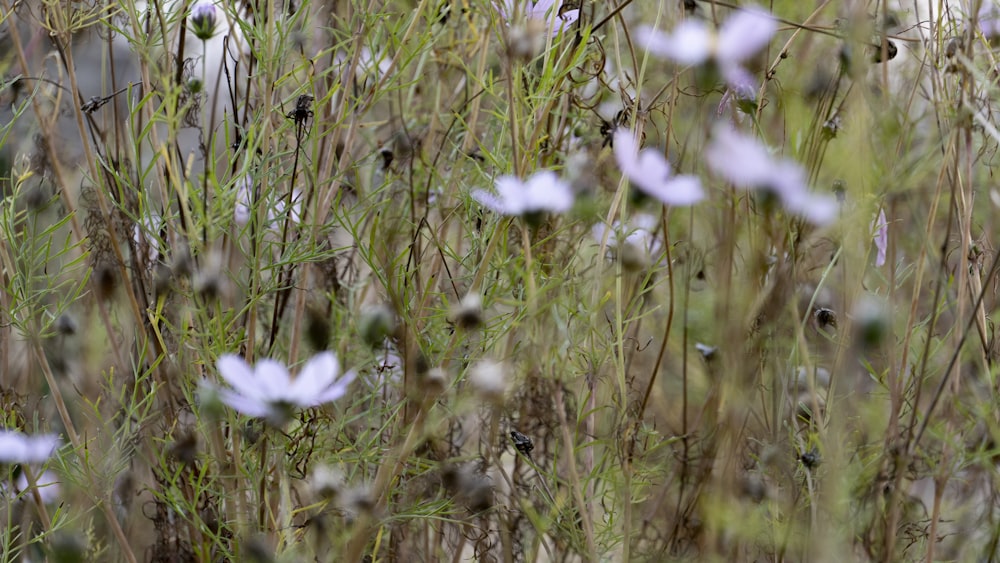 a field of grass with flowers