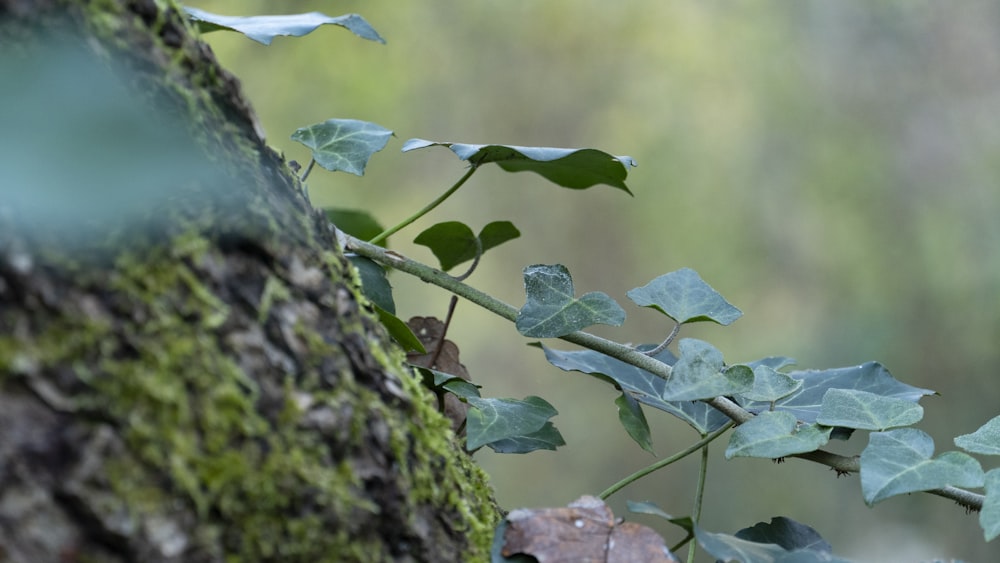 a close-up of a plant