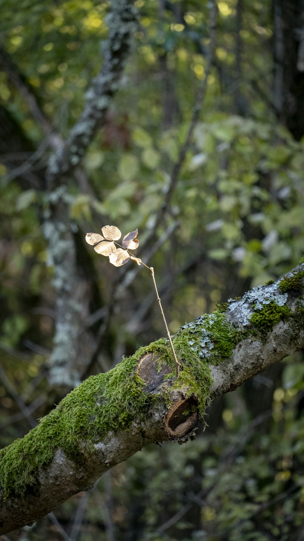 a couple of butterflies on a tree branch