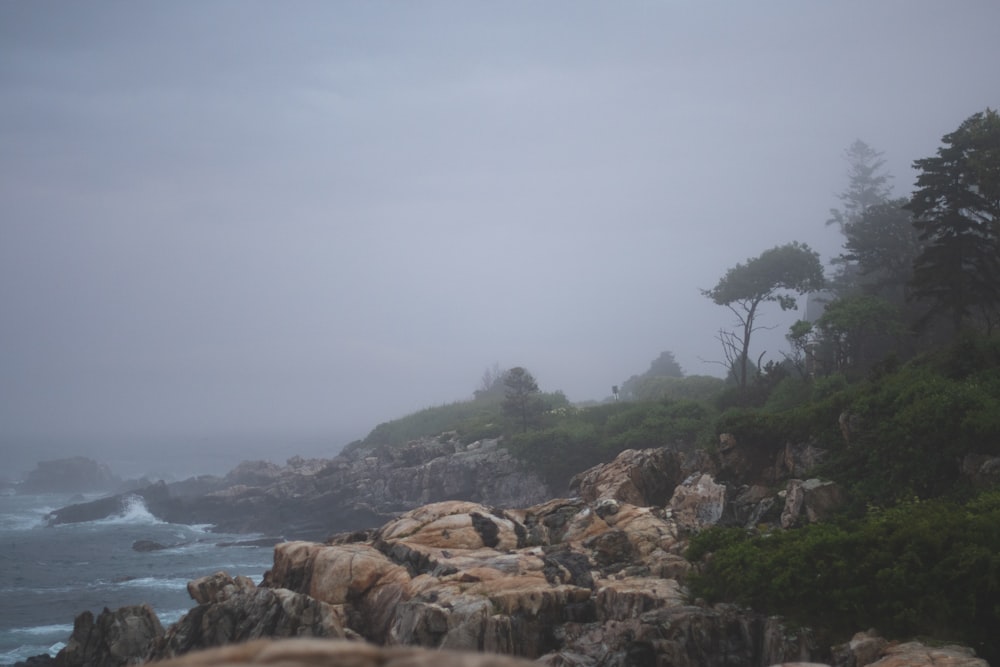 a rocky beach with trees and fog