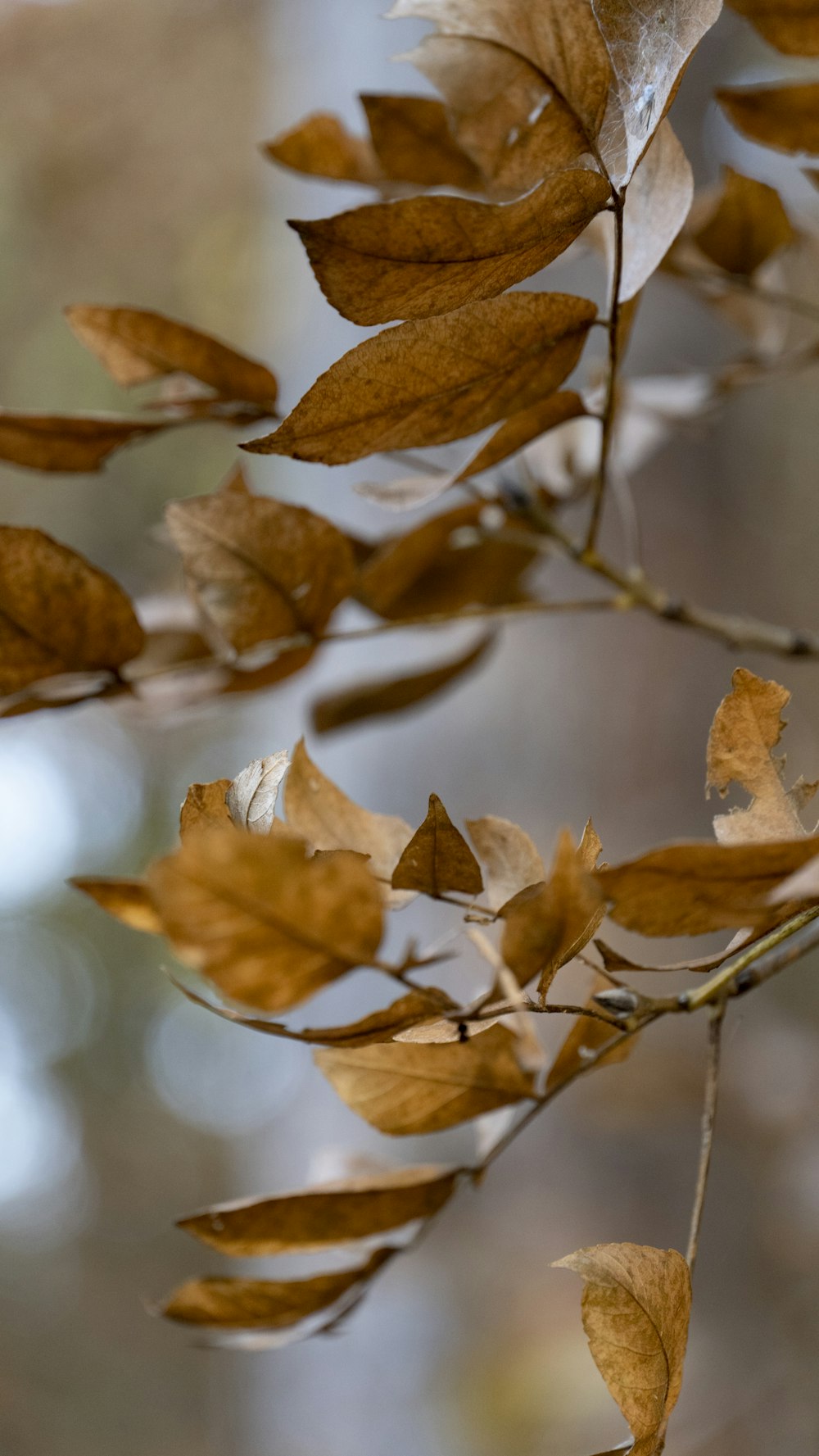 a group of leaves