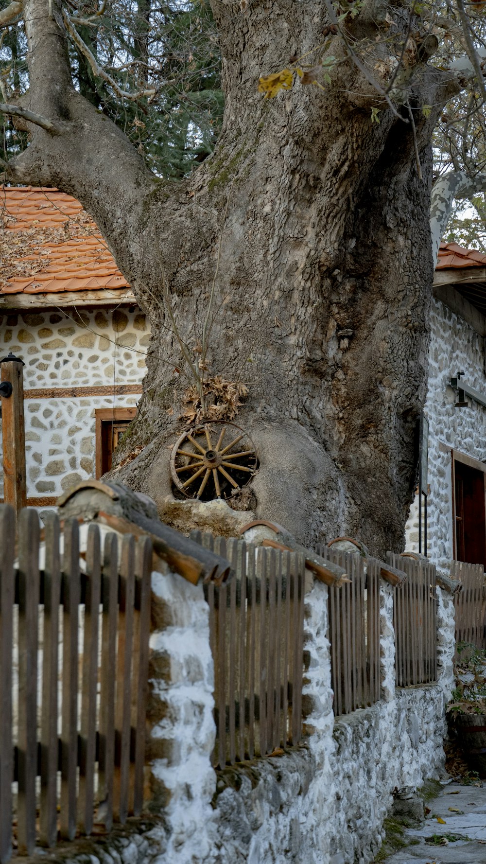 a tree with a fence around it