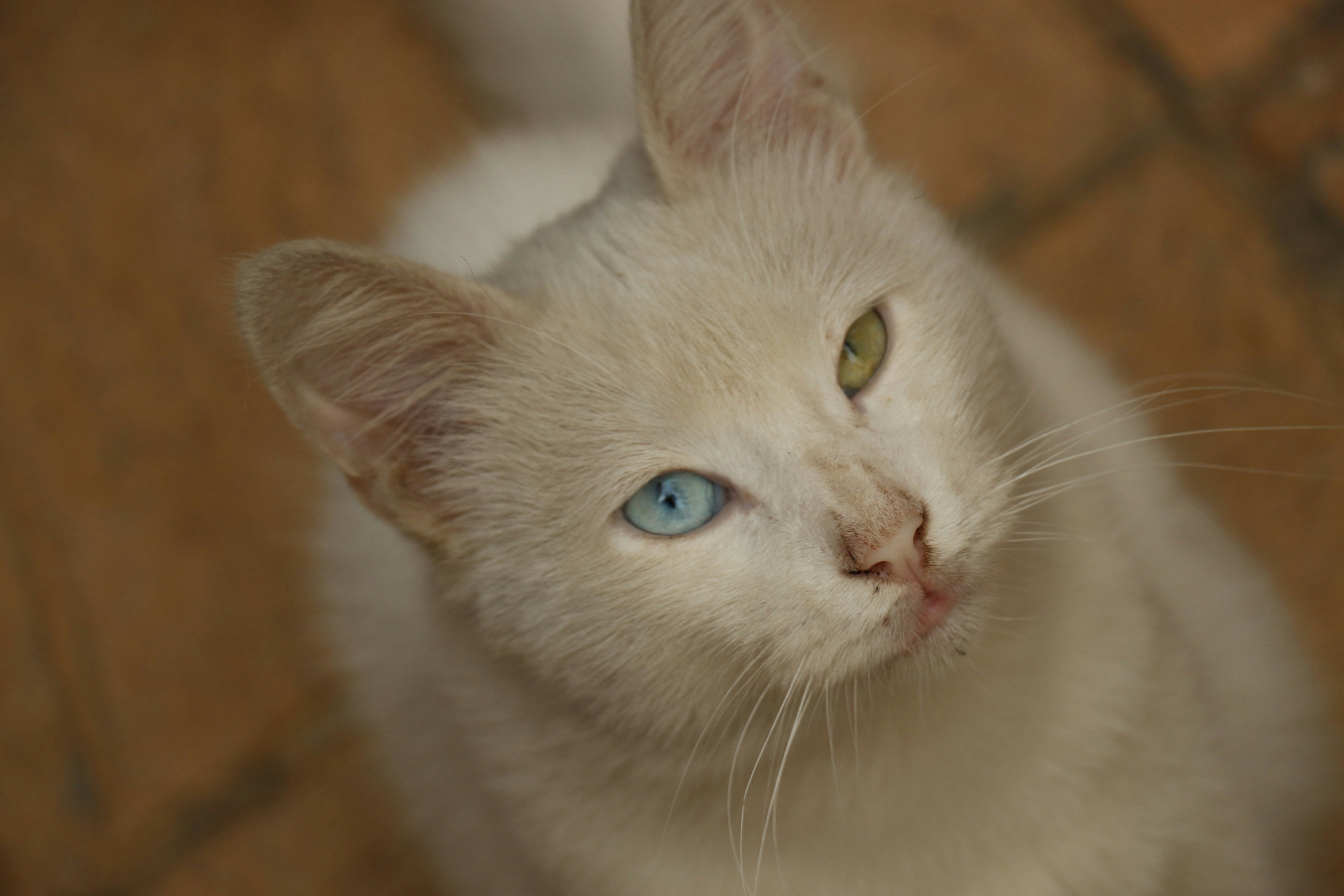 Un gatto con gli occhi azzurri foto – Immagine gratis di Gatto su Unsplash, image size:3000x2000