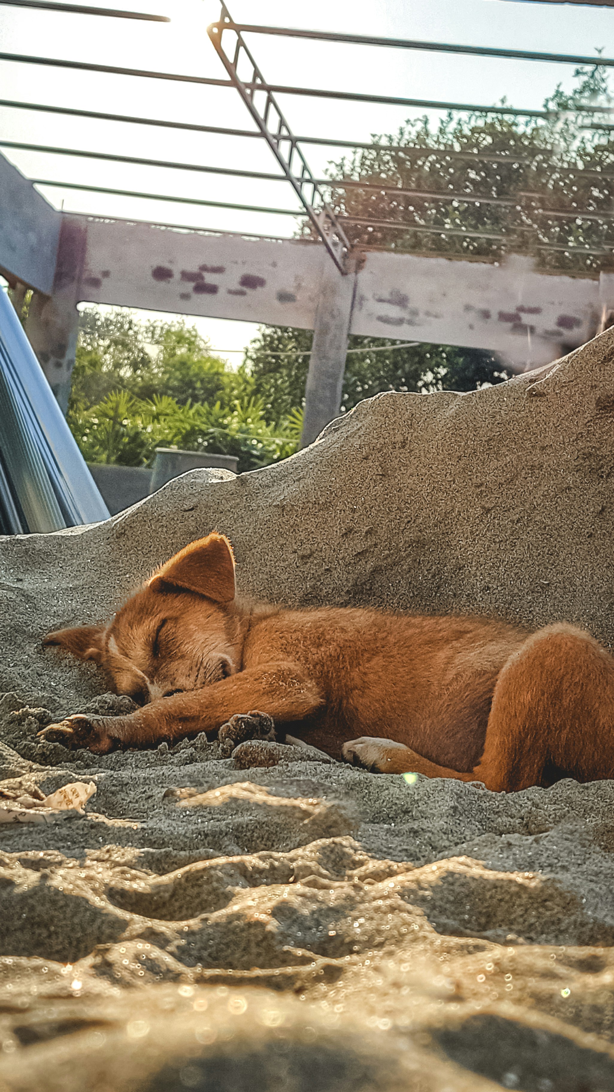 a fox lying on a rock