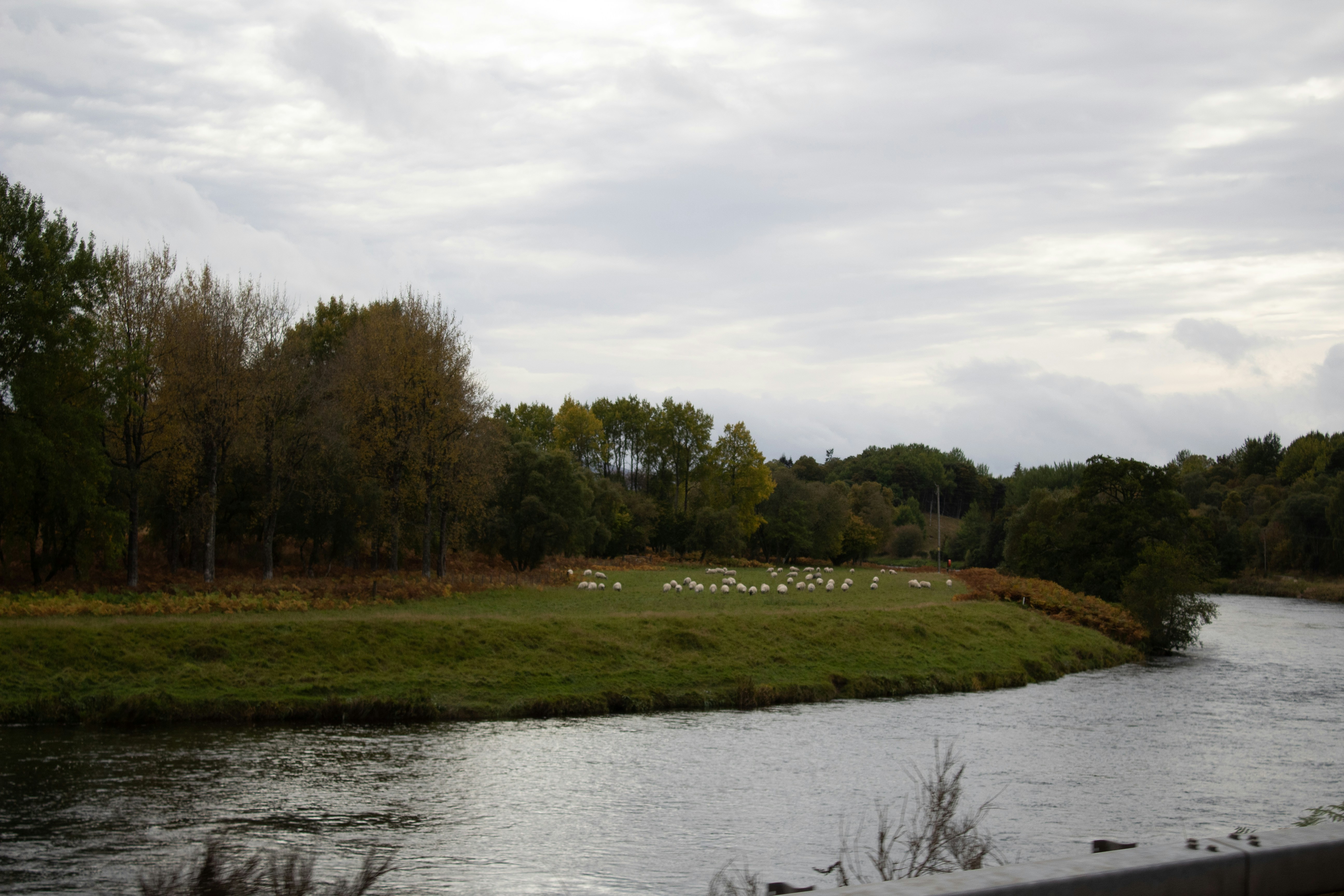 a river with grass and trees