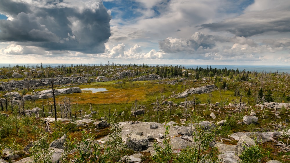 a landscape with rocks and trees