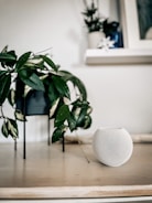 A minimalistic indoor setup featuring a potted plant with lush green leaves on a wooden surface. Next to the plant is a small, white spherical smart speaker with a mesh design. In the background, a white shelf holds another plant and a framed picture.