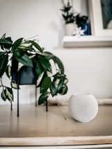 A minimalistic indoor setup featuring a potted plant with lush green leaves on a wooden surface. Next to the plant is a small, white spherical smart speaker with a mesh design. In the background, a white shelf holds another plant and a framed picture.