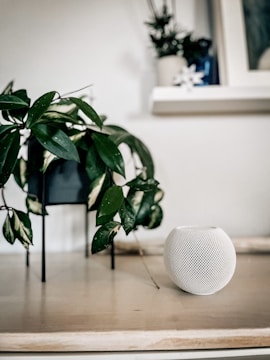 A minimalistic indoor setup featuring a potted plant with lush green leaves on a wooden surface. Next to the plant is a small, white spherical smart speaker with a mesh design. In the background, a white shelf holds another plant and a framed picture.