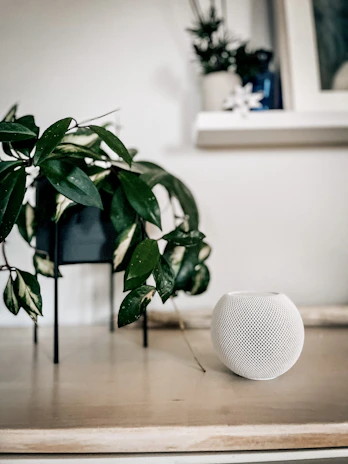 A cozy living room scene featuring a smart speaker on a wooden shelf beside a potted plant.