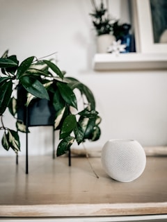 A minimalistic indoor setup featuring a potted plant with lush green leaves on a wooden surface. Next to the plant is a small, white spherical smart speaker with a mesh design. In the background, a white shelf holds another plant and a framed picture.