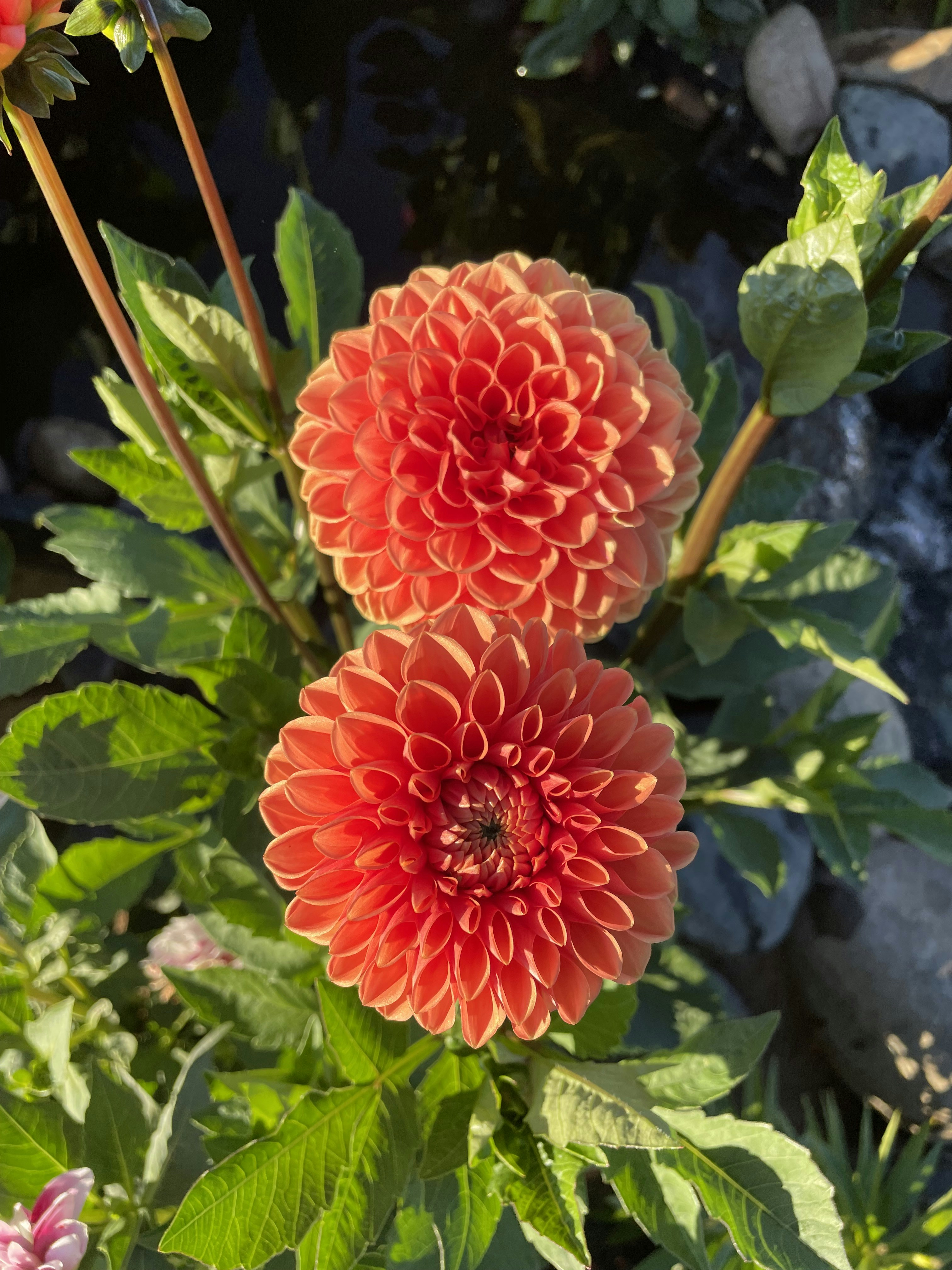 A group of red flowers photo Free Cloquet Image on Unsplash