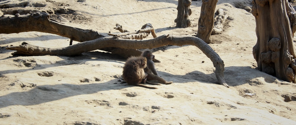 a monkey sitting on the sand