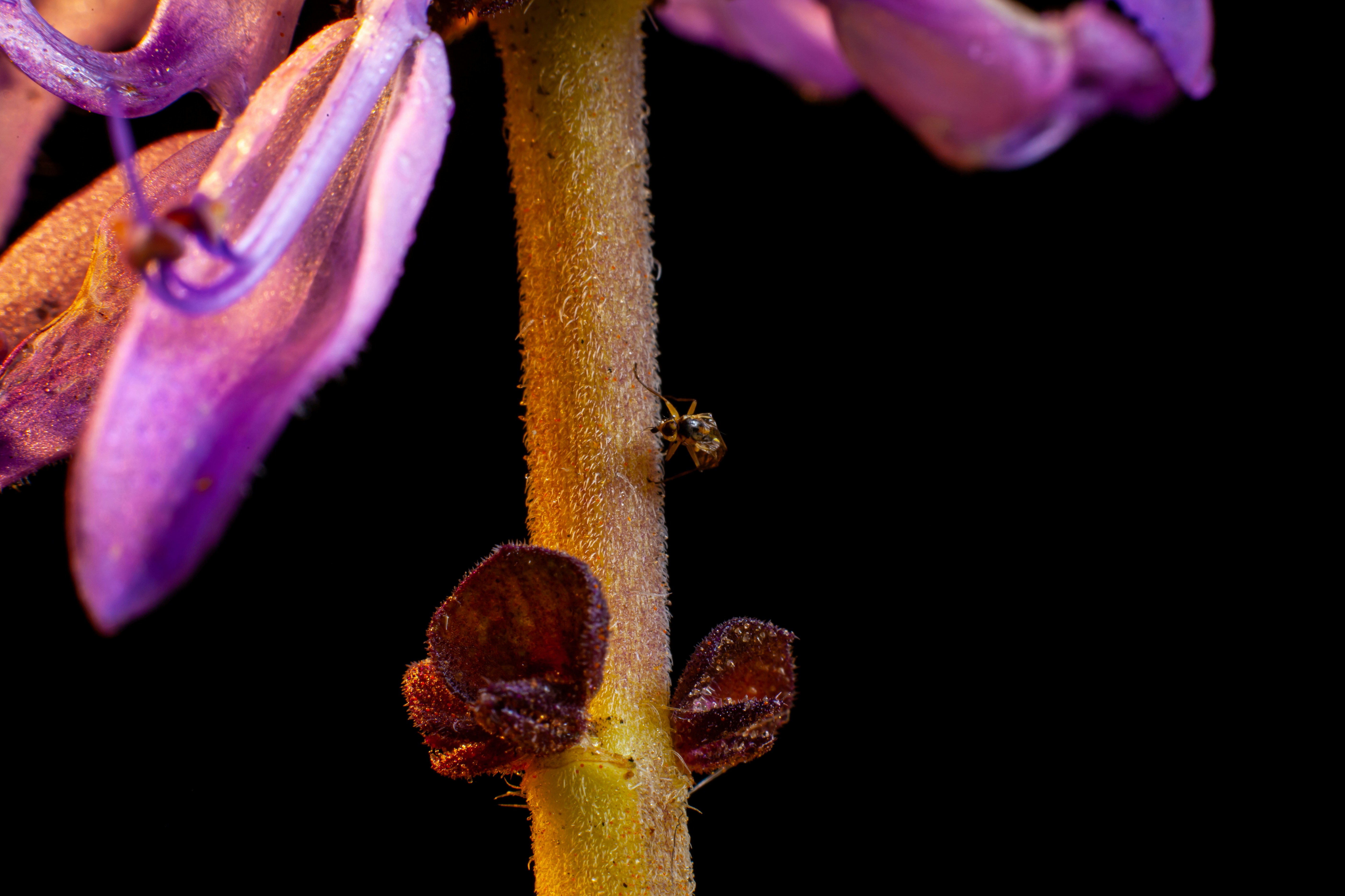 라넌큘러스 꽃말 및 키우기 주의사항 이미지1
