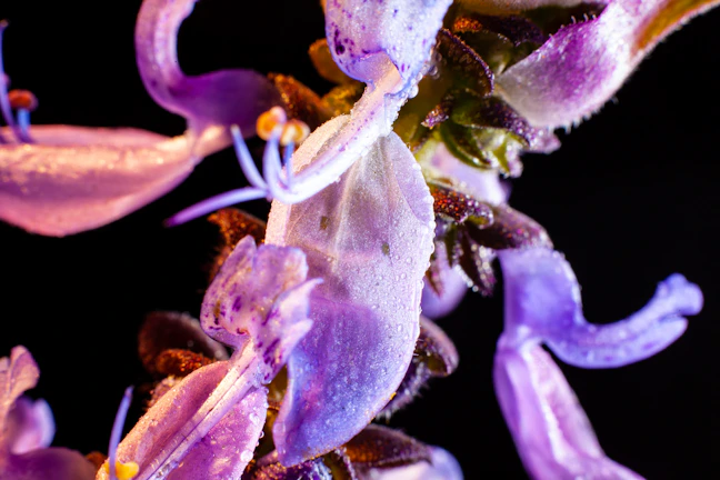 Delicate close-up of a flower in morning dew, emphasizing texture and color.