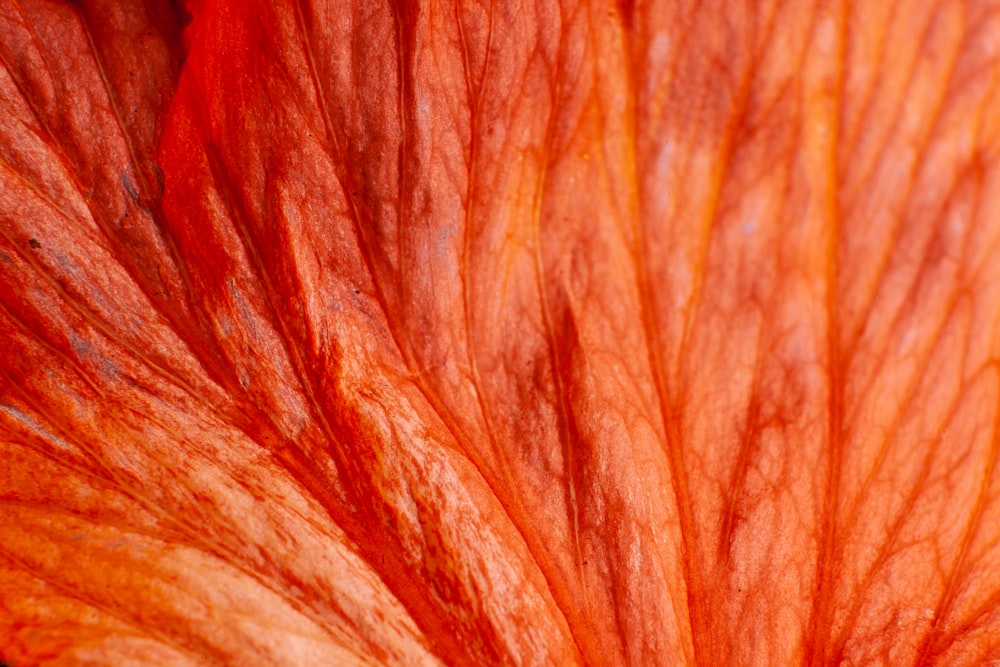 a close up of a red rock