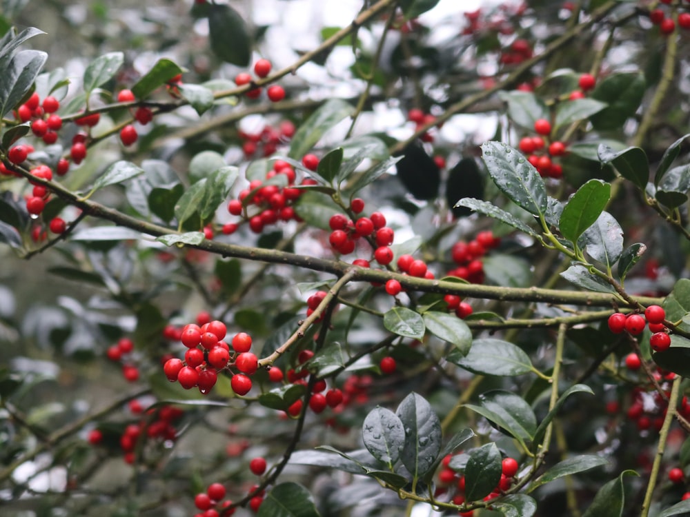 a bush with red berries