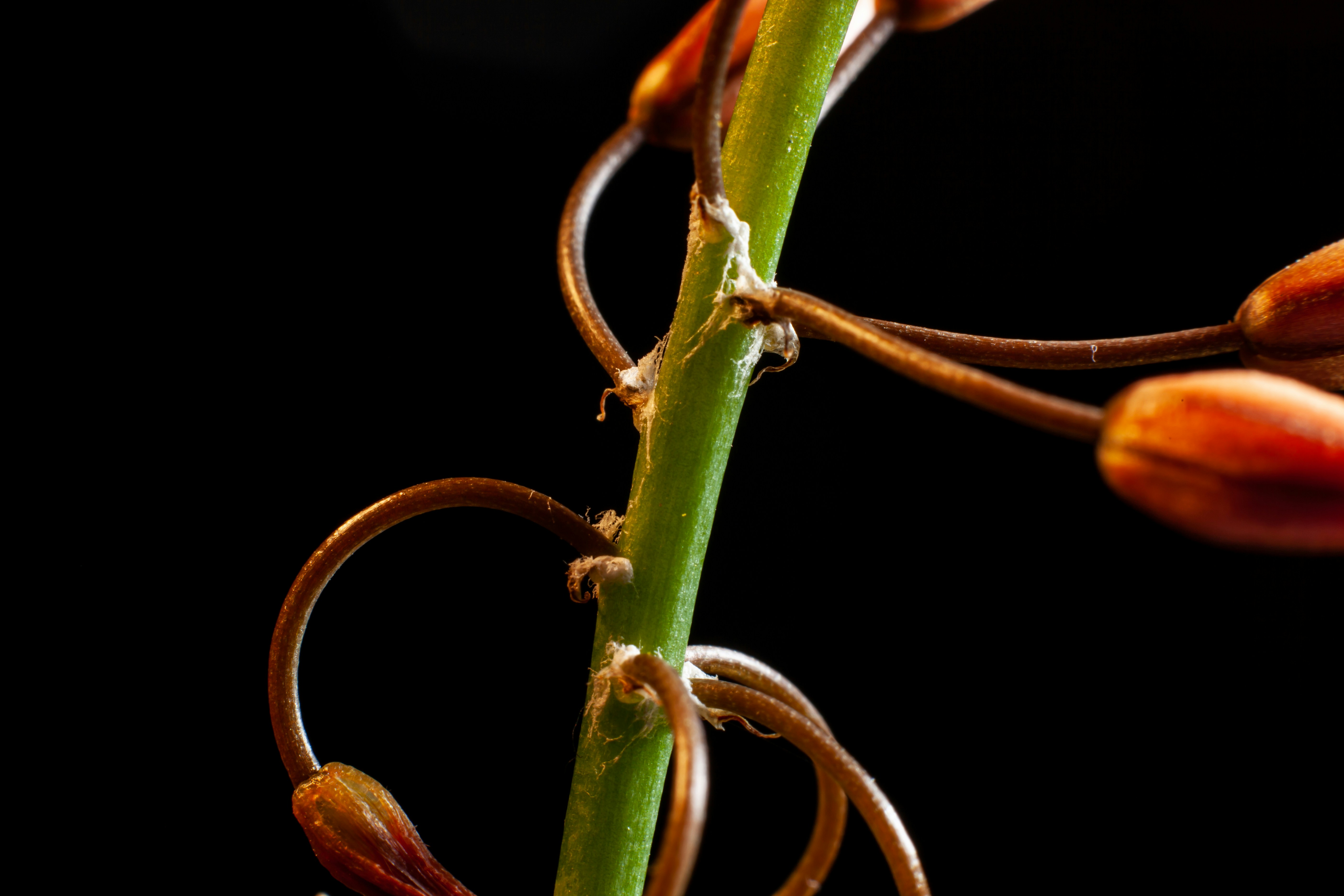 Origins and genetics Behind the hybrid THCA Buds Phenomenon