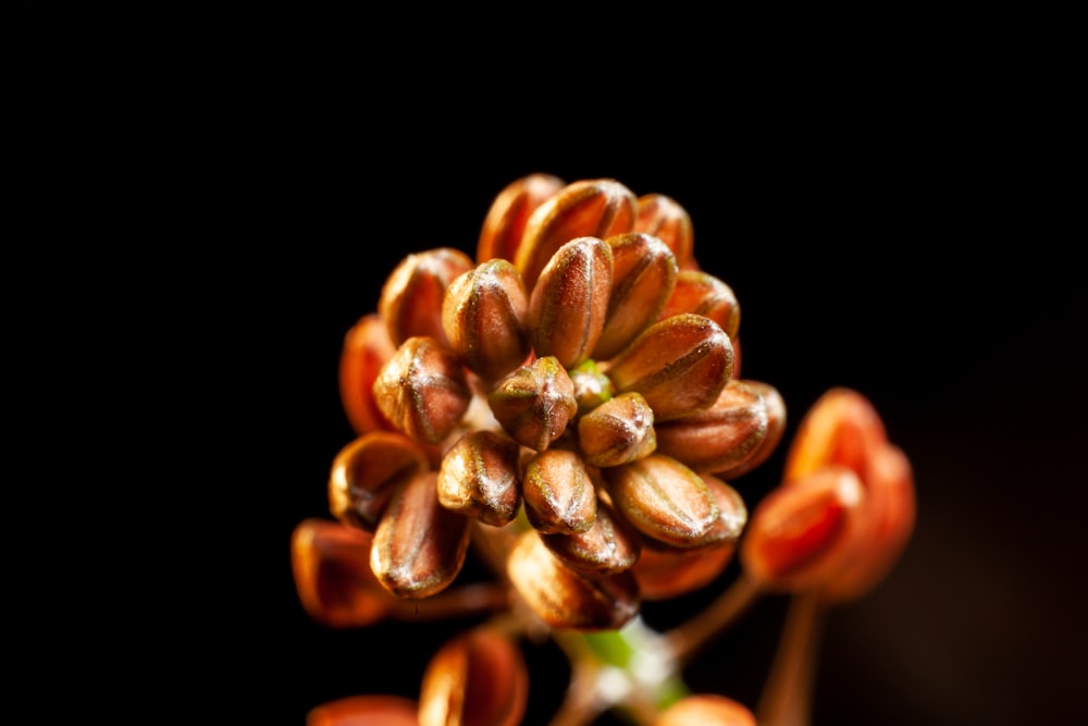 a close up of a flower