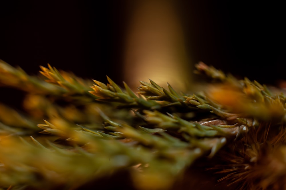 a close up of some leaves