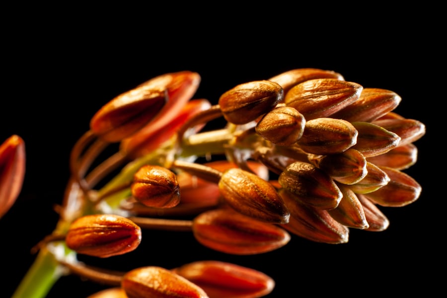 Seeds