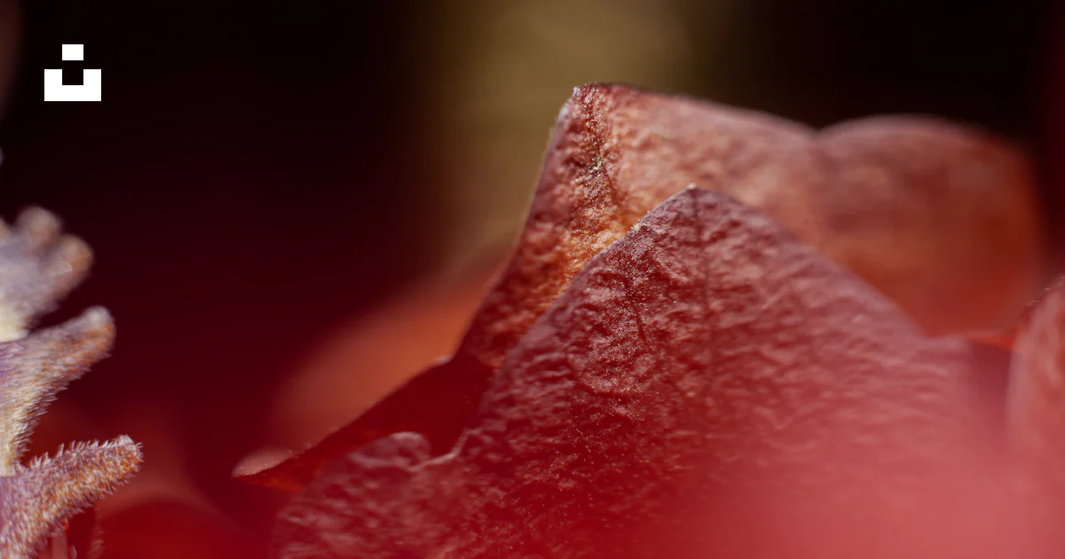 A close up of a flower photo – Free Flower Image on Unsplash