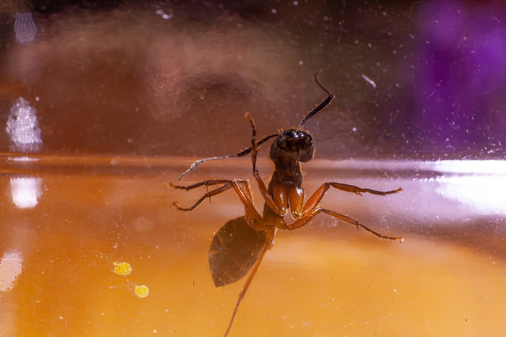 Eine Spinne auf einer Oberfläche