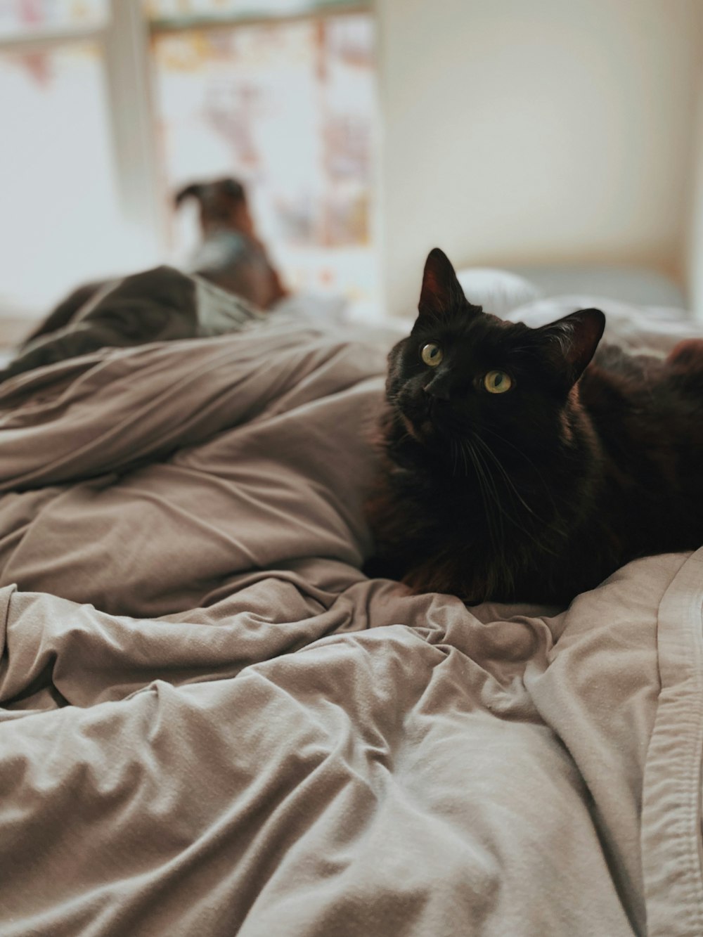 a cat sitting on a bed