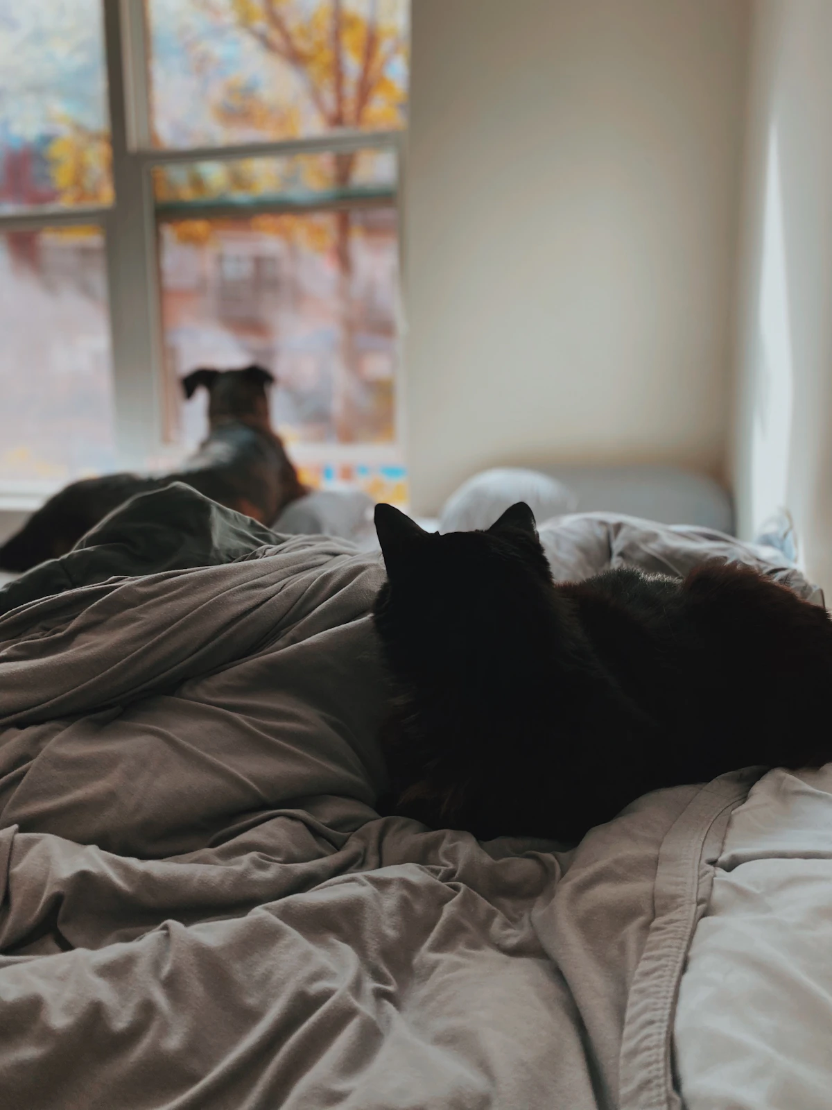 Pet deposit Chicago landlord RLTO security deposit rules