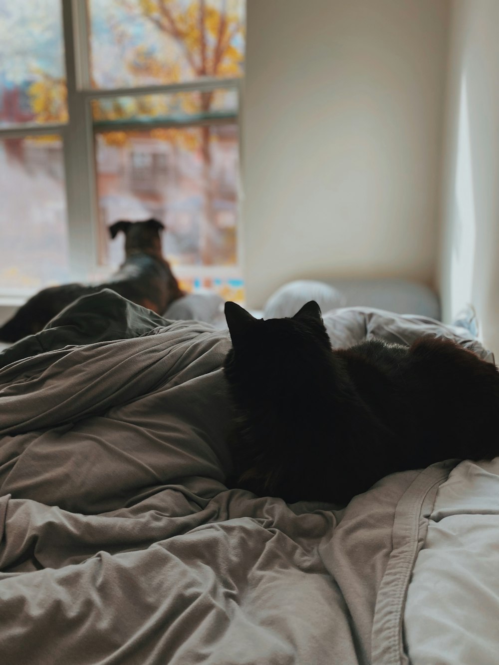 a cat and a dog on a bed