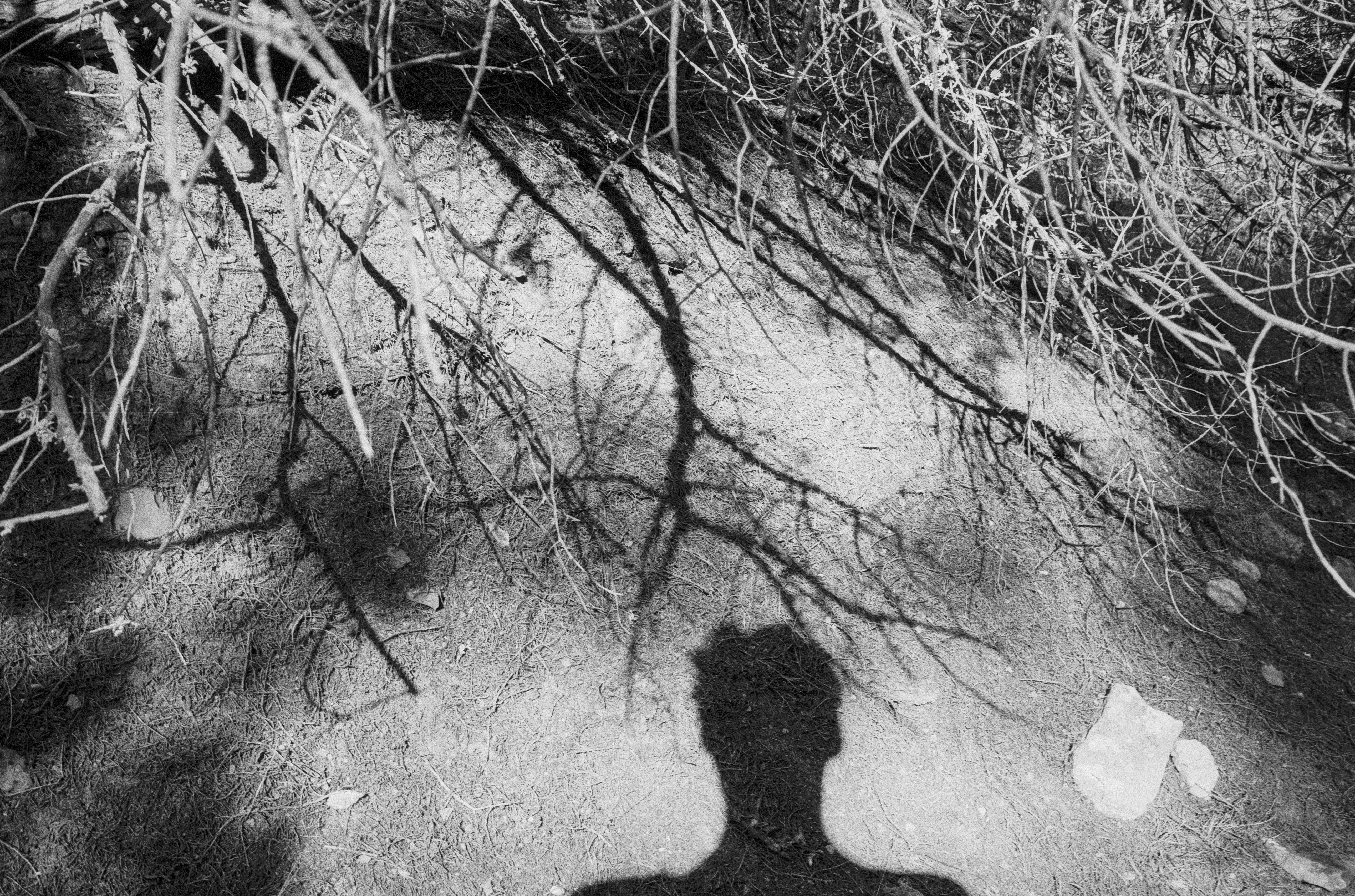 a shadow of a person on a dirt road with trees on either side