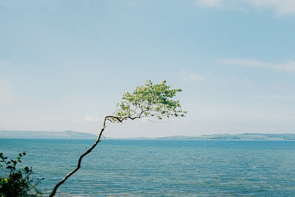 a tree in front of a body of water