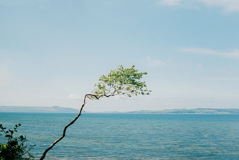 Un albero davanti a uno specchio d'acqua