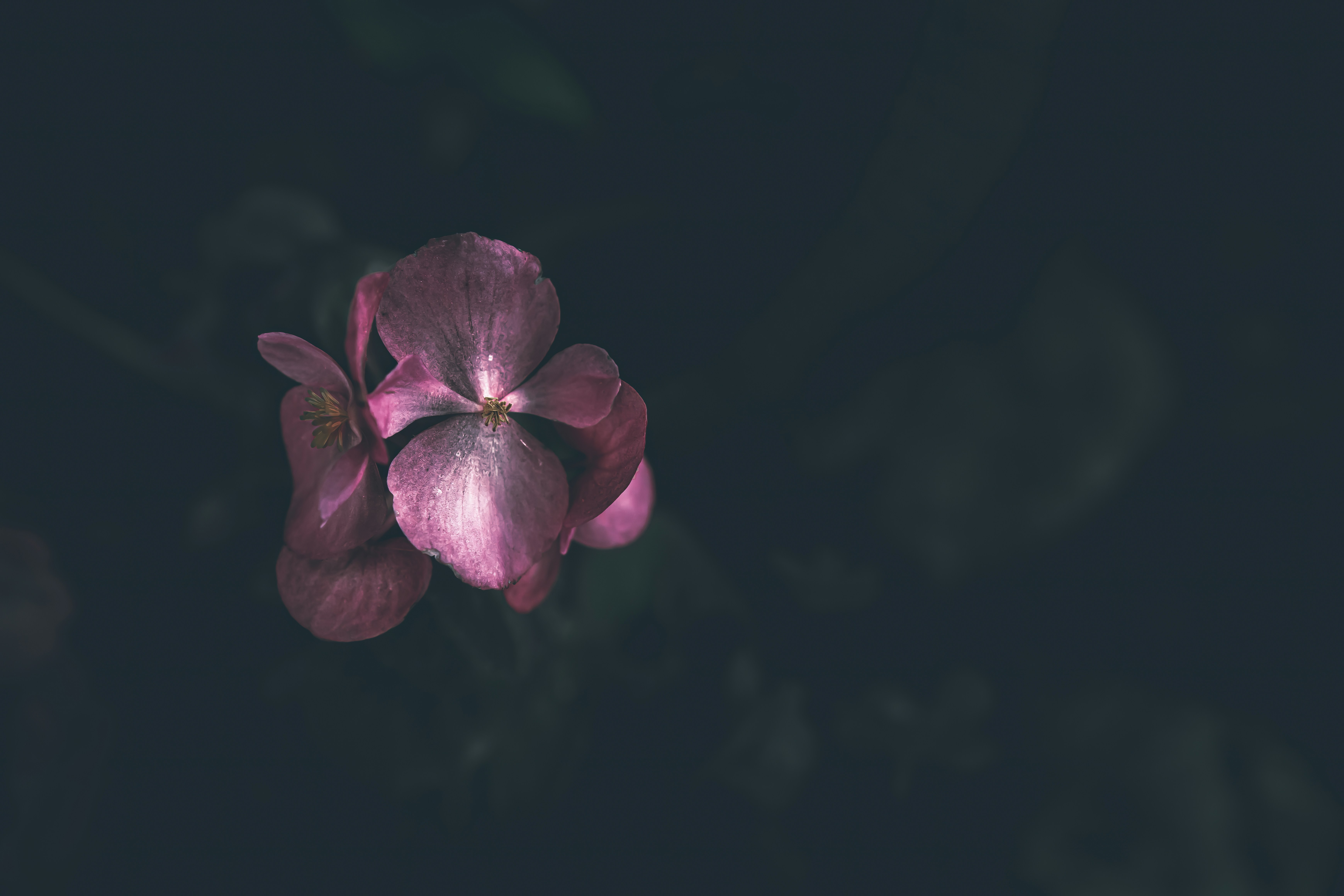 Afbeelding van Lilien