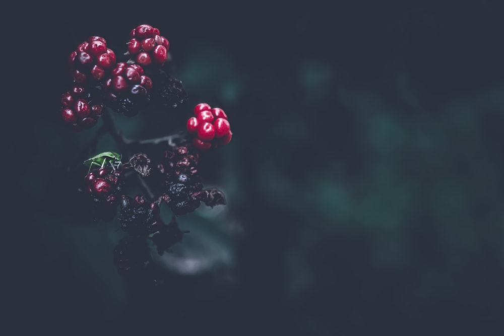 a close-up of some berries