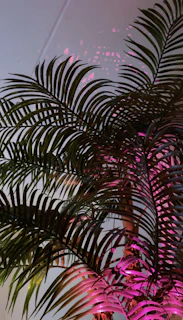 Close-up of tropical leaves with intense orange and purple light shining through