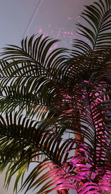 Close-up of tropical leaves with intense orange and purple light shining through