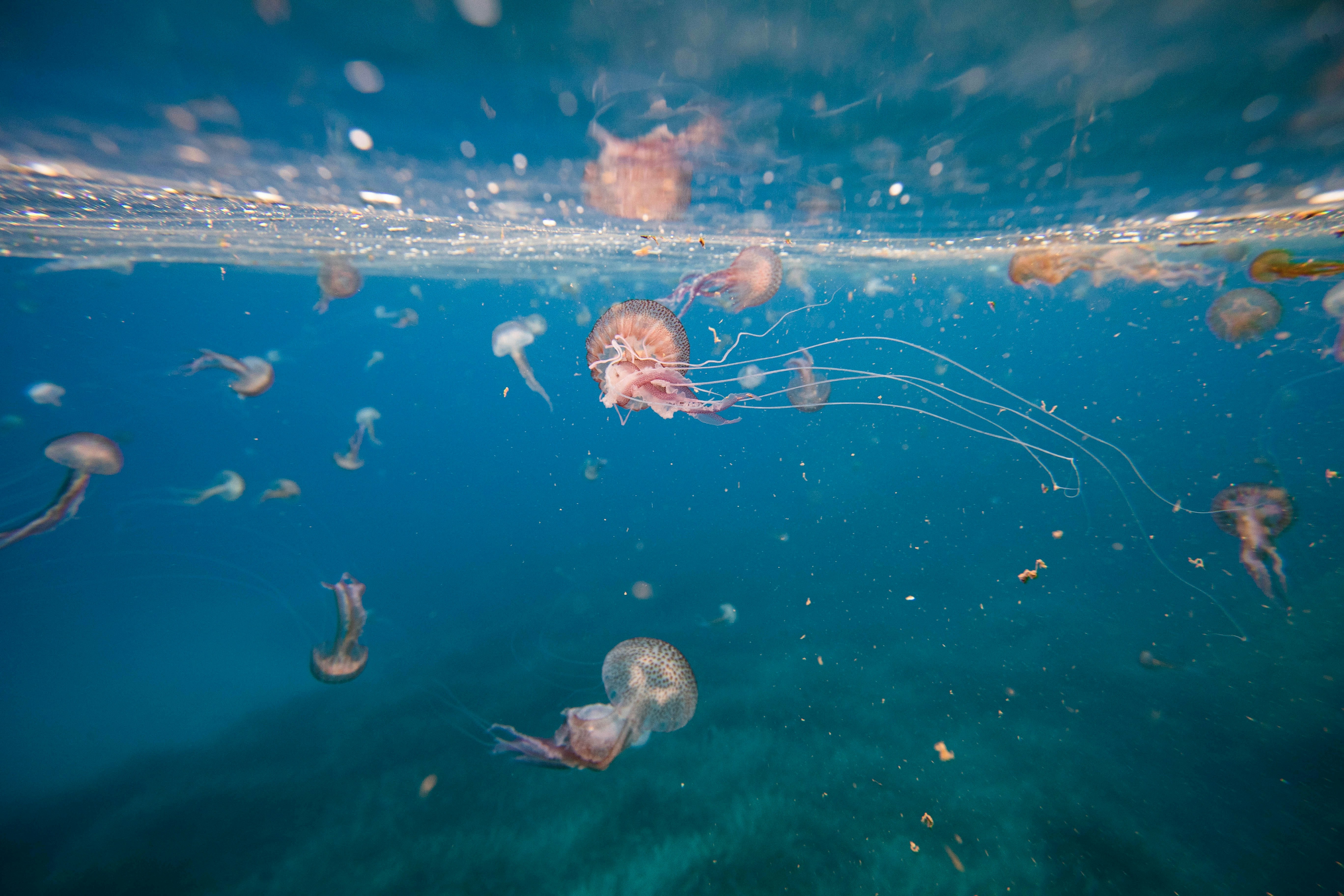 a group of fish swimming in the water