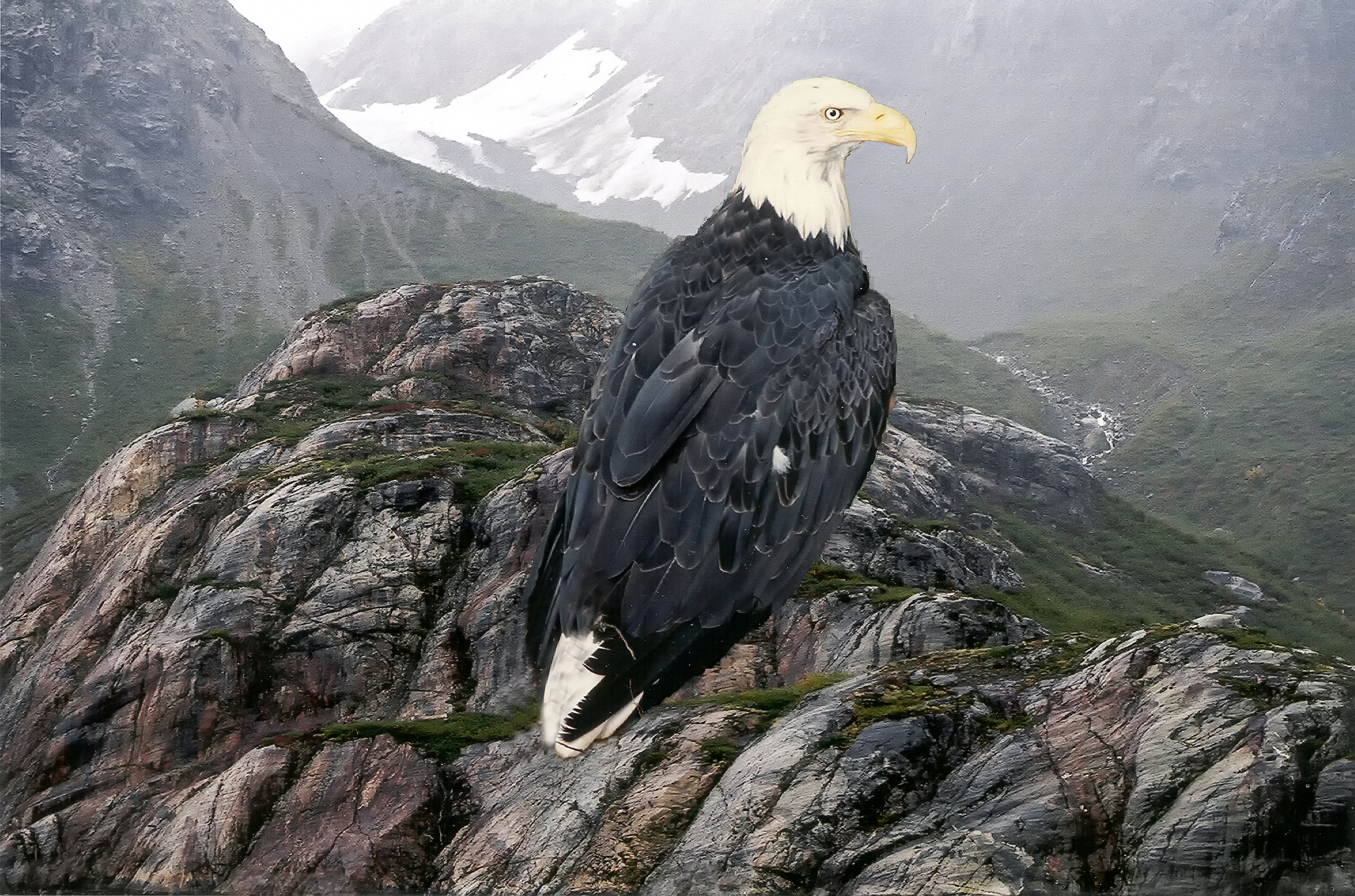 a bald eagle on a rock