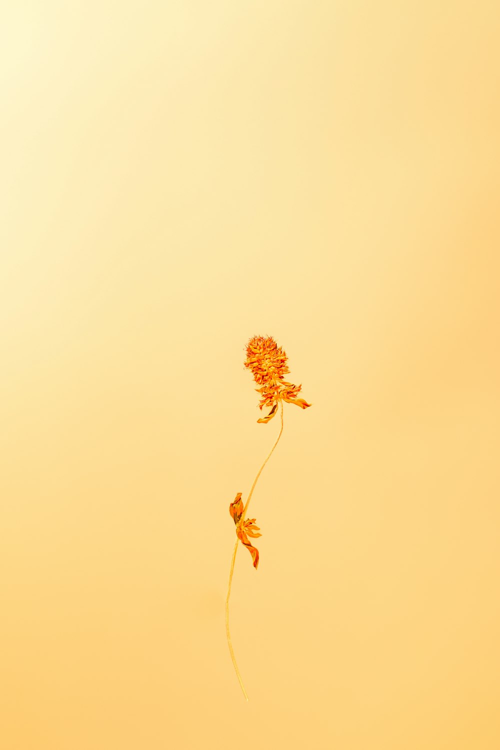 a small orange flower
