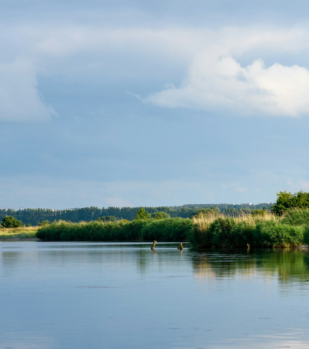 a body of water with trees and bushes around it