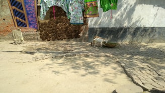 A rural courtyard scene features a brick wall with arranged cow dung cakes drying on it. Above, colorful clothing is hanging on a line, casting shadows on the ground. A young goat is standing near a round, wicker basket on a patch of paved stones.