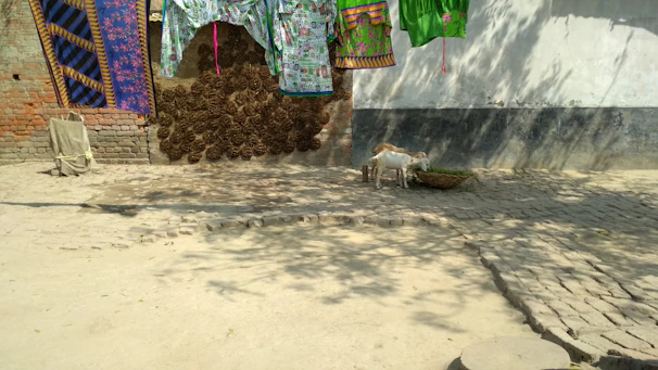 Stack of neatly shaped cow dung cakes drying in the sun on a rustic wooden surface.