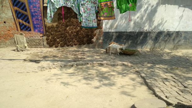 A rural courtyard scene features a brick wall with arranged cow dung cakes drying on it. Above, colorful clothing is hanging on a line, casting shadows on the ground. A young goat is standing near a round, wicker basket on a patch of paved stones.